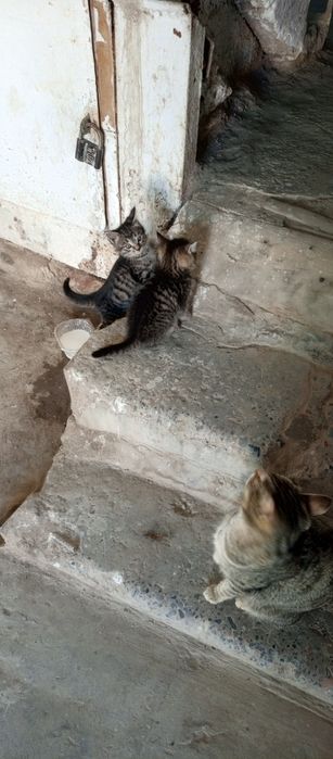 бесплатно котята