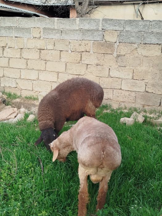 Sariq xisori quchqor sotilade