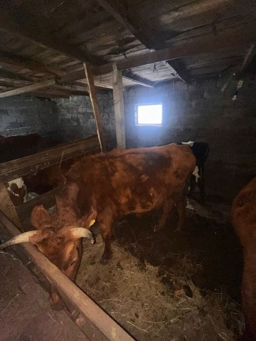 Продаю коровы  пи