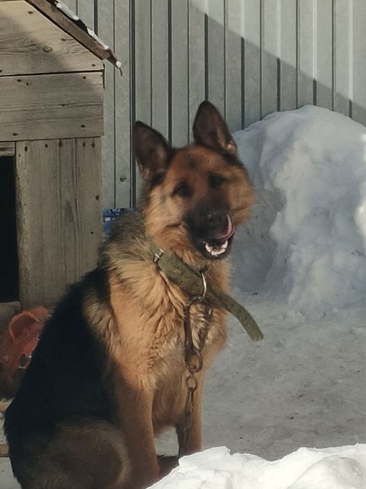 Продам немецкую овчарку