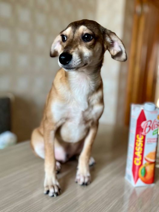 Ищем семью Риччи!