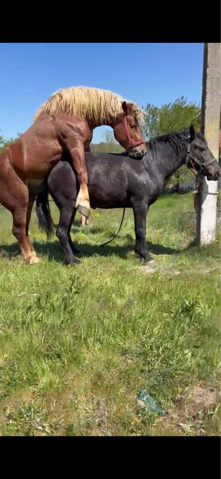 Manza neagra de 2 ani