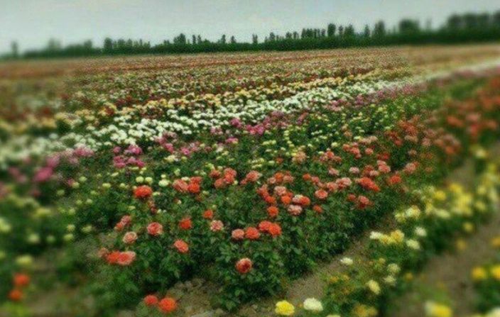 Gazon ekish o'rish sepish