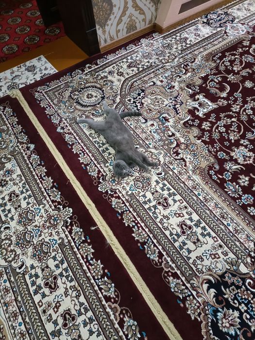 Britanskiy mushuk sotiladi