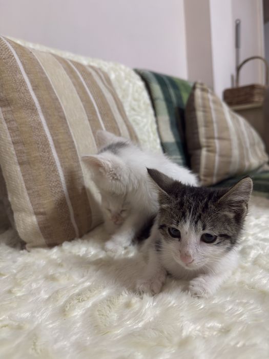Котят даром. В добрые руки