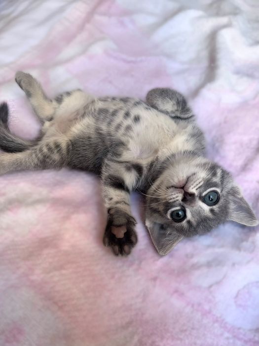 Котята 1,5 месяца только в добрые руки!