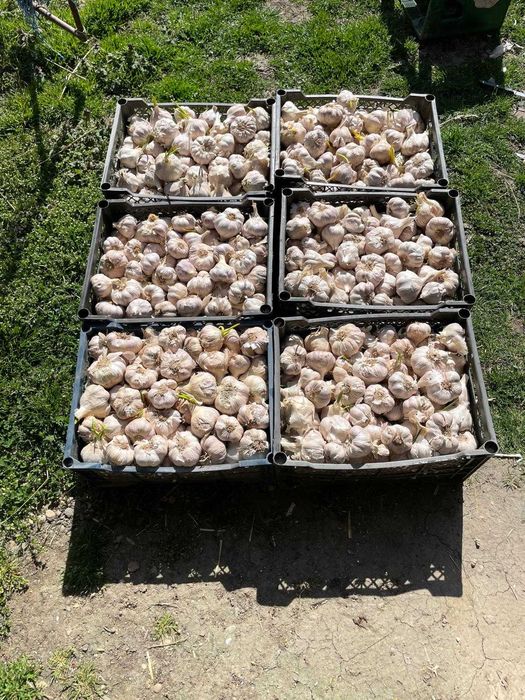 Vand usturoi de buna calitate