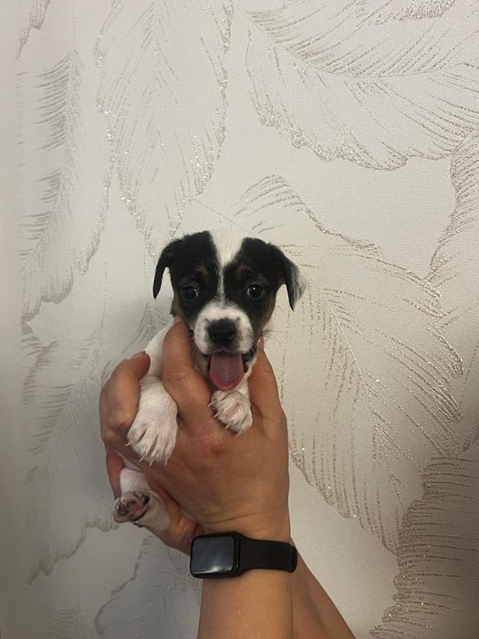 Щеночек той терьер - пинчер