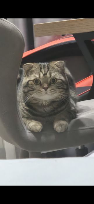 Кот приглашает на вязку