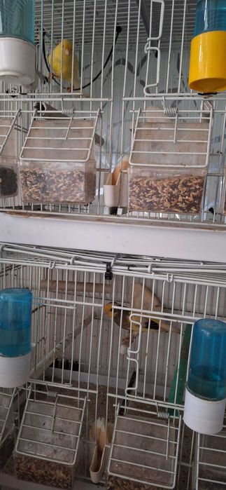 Vand 4 canari + 5 colivii .