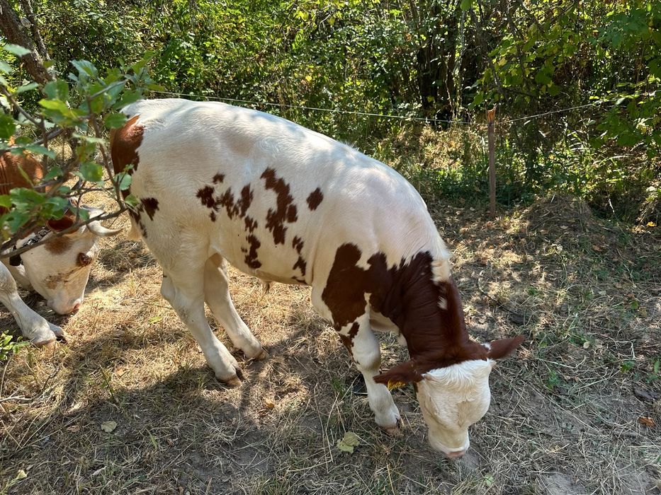 Tăuraș bălțat de 5 luni