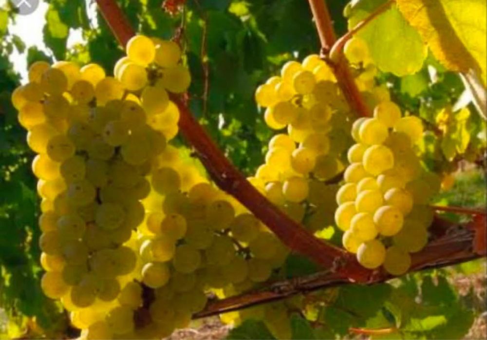 Struguri de vin