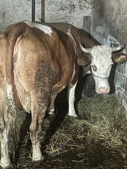 Vand vaci de lapte baltata romaneasca