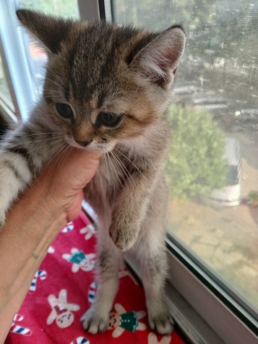 Британски чинчили късокосмисти оригинал  600лв