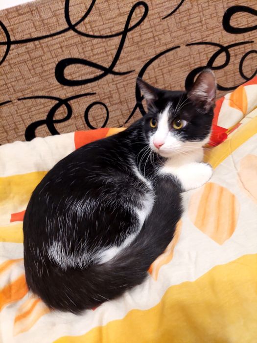 Ghem de blana alb cu negru pentru adoptie