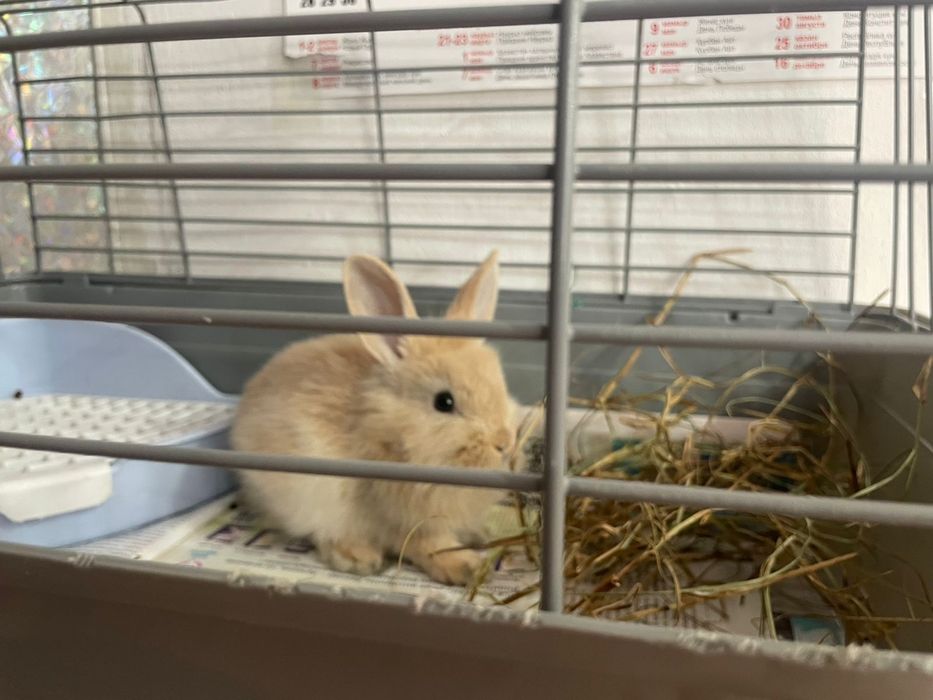 Кролик декоративный