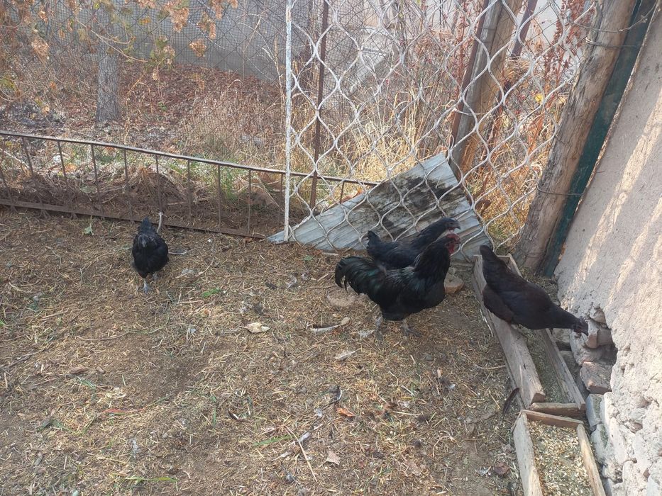 Курица Ухейилюй .