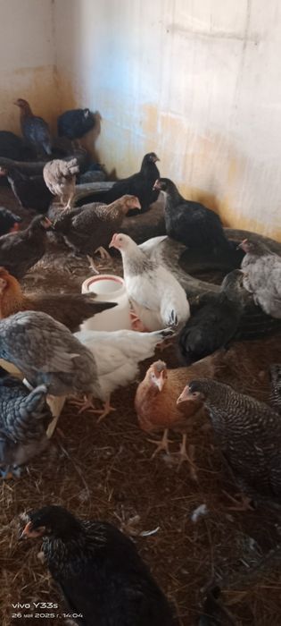 Куры Ломан Браун