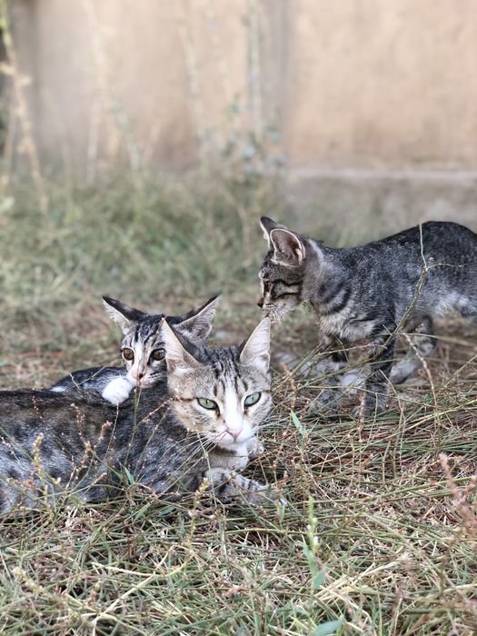 Котята в хорошие руки