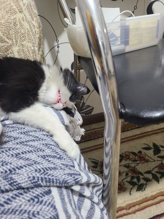 Котенок, в добрые руки, 4 месяца