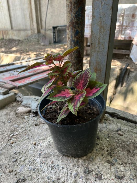 Домашние цветы для вашего дома