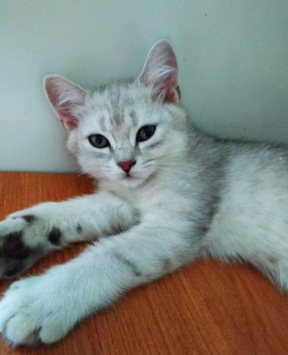 Котяты британцы короткошерстные