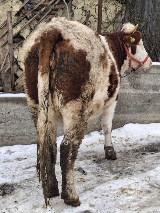 Junică gestanta in 7 luni