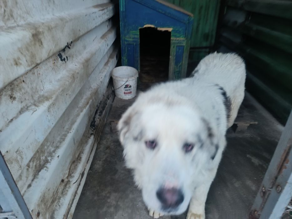 Продаются собаки .порода алабай