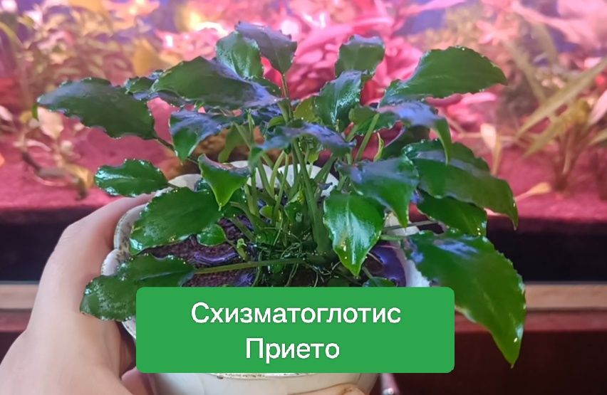 Редкие аквариумные растения