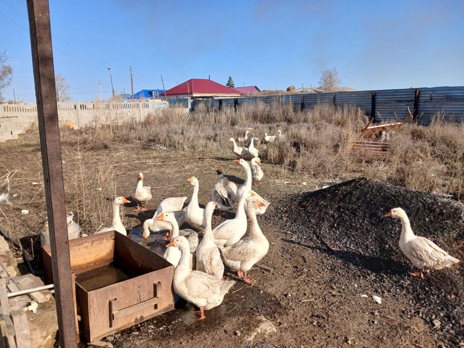 Продам гусей Продам гусей