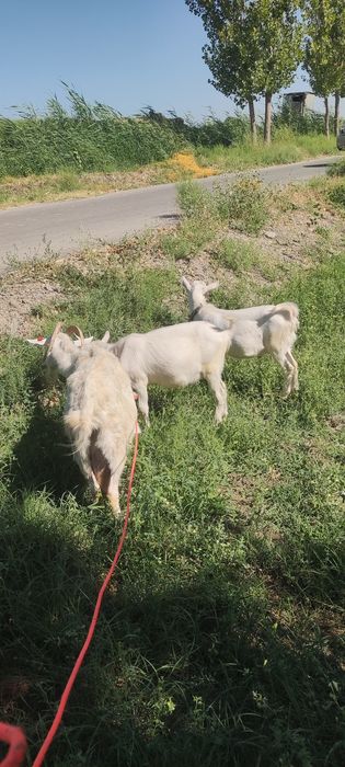 Занин зотли такачалар сотилади.