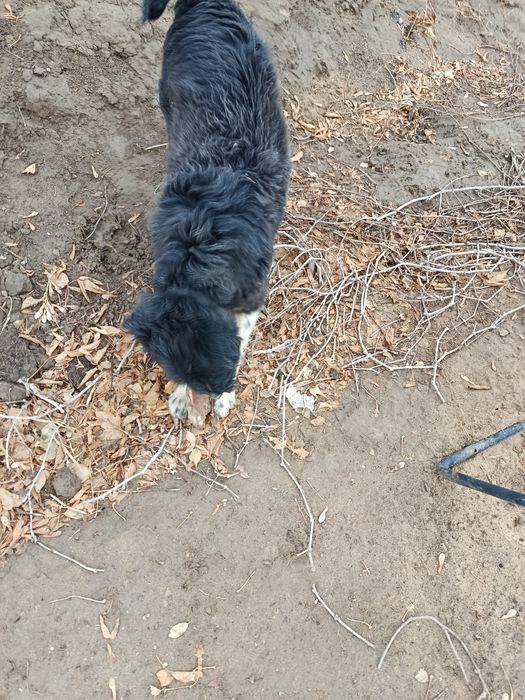 Продаётся щенок гибрид