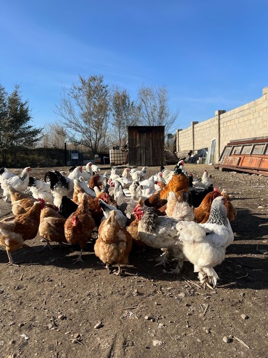 Продам инкубационный яйцо