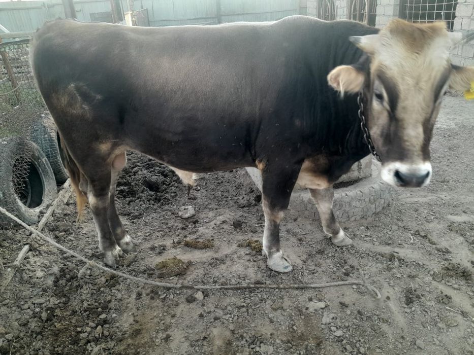 Бука Бык Бык бука