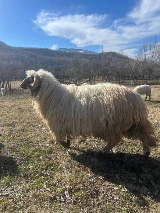 Se vinde fân pentru oo