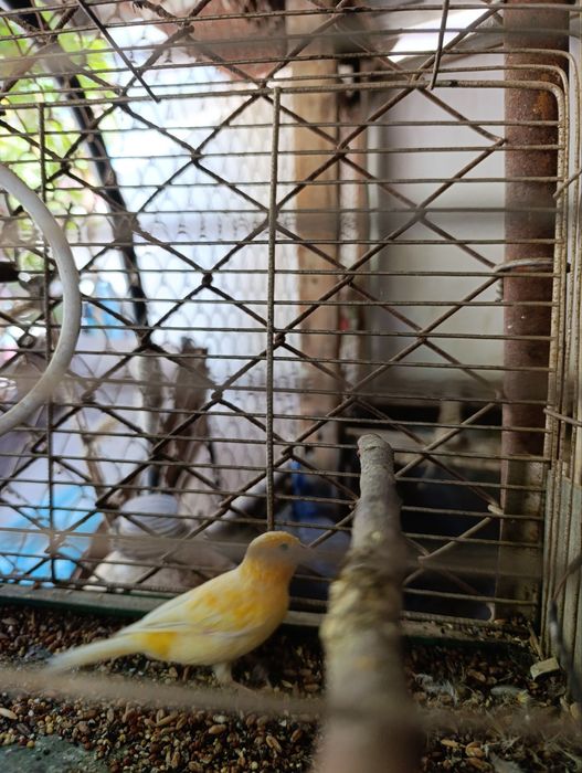 Японский золотой Сибрайт сотилади