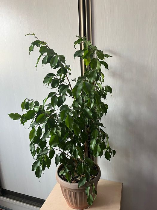 Фи́кус бенджами́на