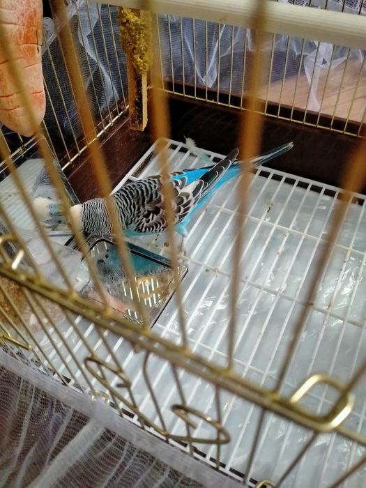 Продам попугая волнистого