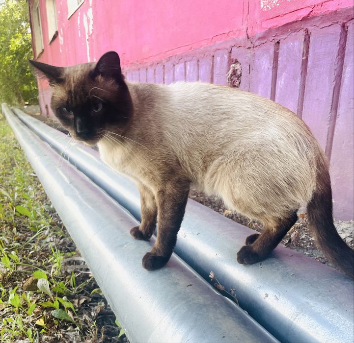 Сиамец Котик ищет новый дом