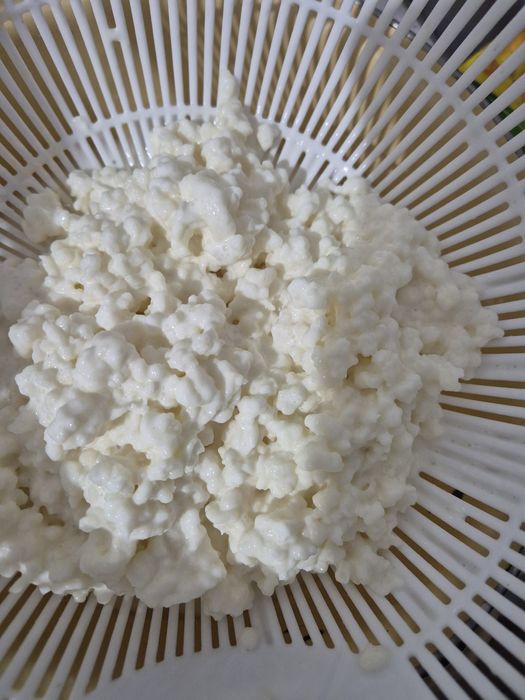 Vând ciuperca chefir