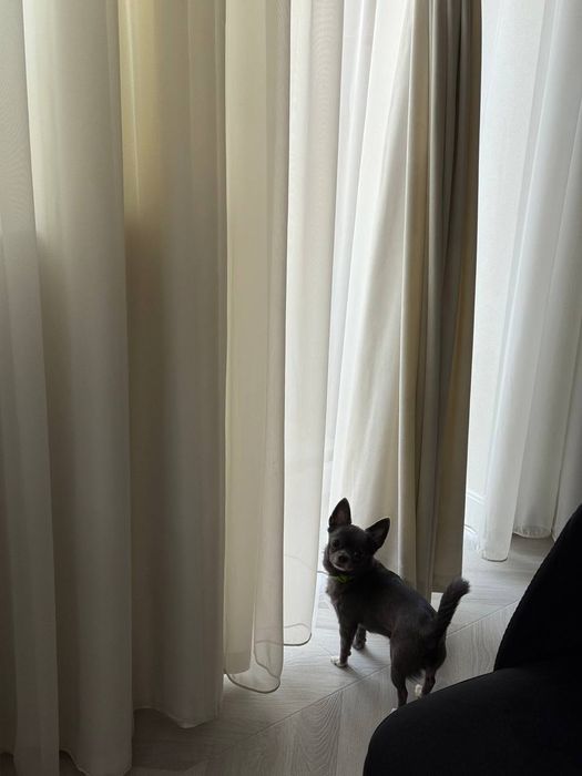 Вязка собак порода: мини чихуахуа