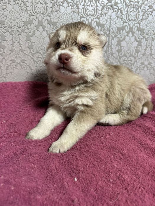 Бронирование щенков хаски