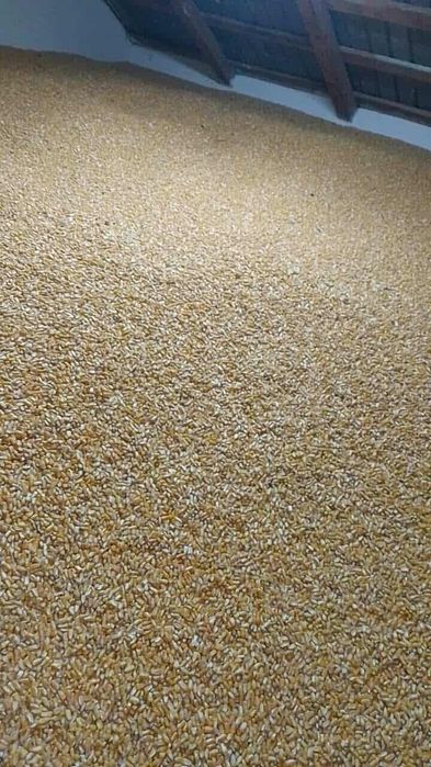 Vând cereale de anul asta!