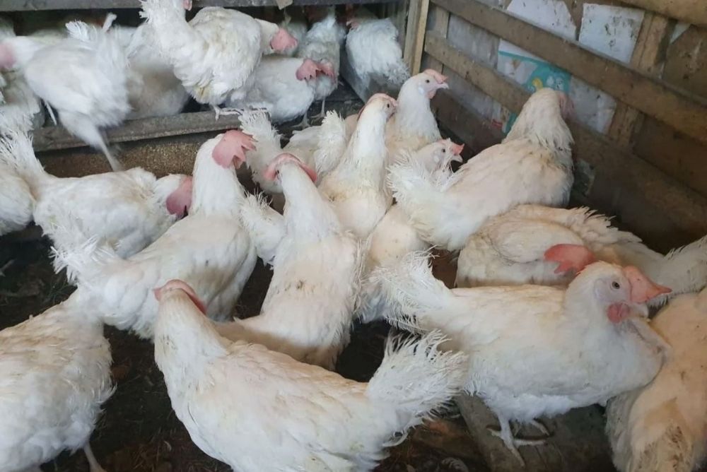 куры многа в наличи