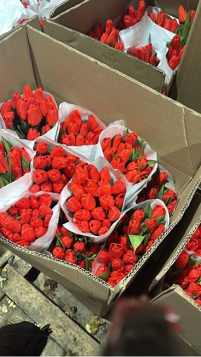 Тюльпаны в розницу