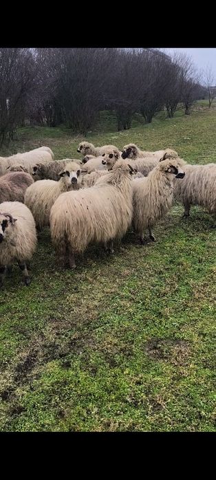 De vânzare 35 de oi