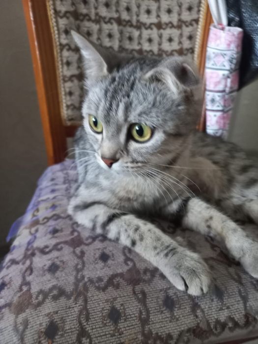 Отдам кошку в добрые руки