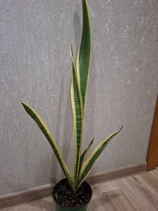 Продам комнатные цветы