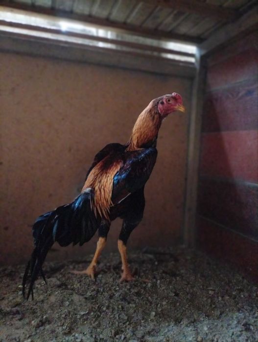 Жужа хуроз сотилади