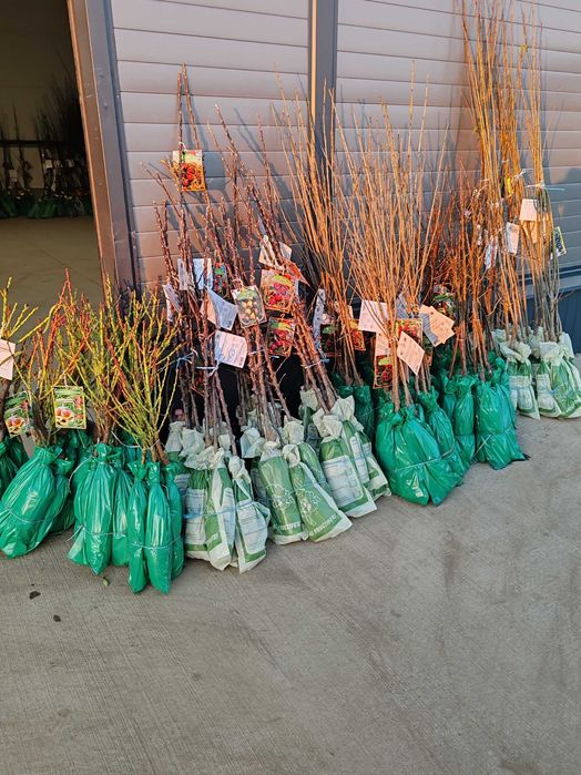 pomi columnari cu radacina ambalata